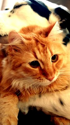 Gatto e Cane Carini Insieme - wallpaper preview