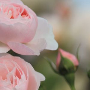 Bellissime Rose Rosa