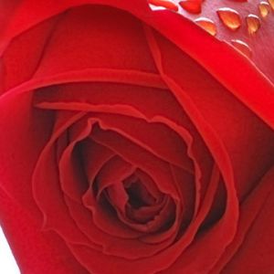 Bella Rosa Rossa