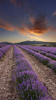 Campi di Lavanda al Tramonto - wallpaper preview