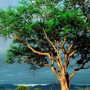 Paesaggio di Albero Verde