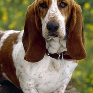 Adorabile Basset Hound