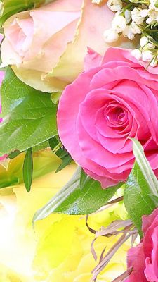 Bellissime Rose Rosa - wallpaper preview