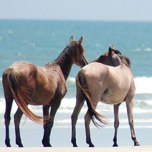 Cavalli sulla Spiaggia