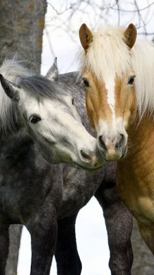 Bellissimi Cavalli Insieme