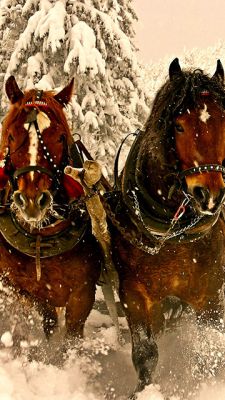 Cavalli Maestosi nella Neve - wallpaper preview