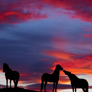 Silhouette di cavalli al tramonto