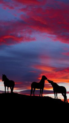 Silhouette di cavalli al tramonto - wallpaper preview