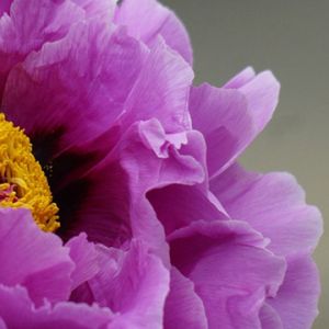 Vivace Peonia Viola