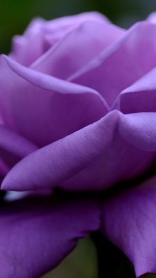 Rosa Viola In Primo Piano