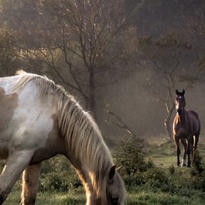 Bellissimi Cavalli nella Natura