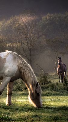 Bellissimi Cavalli nella Natura - wallpaper preview