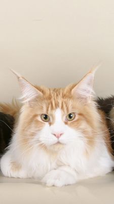 Gatto Maine Coon