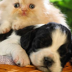 Gattino e Cucciolo Carini Insieme