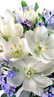 Bellissimo Mazzo di Fiori Bianchi - wallpaper preview