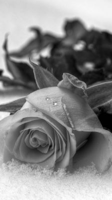 Rosa in Bianco e Nero