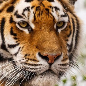 Maestoso tigre in primo piano