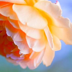 Bella Rosa Arancione