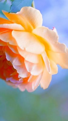Bella Rosa Arancione - wallpaper preview