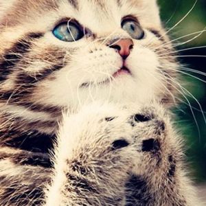 Gattino Carino con Occhi Blu