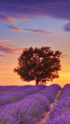 Campi di Lavanda al Tramonto - wallpaper preview