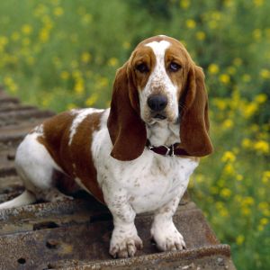 Basset Hound nella Natura