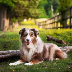 Australian Shepherd nella Natura