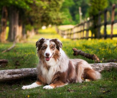 Australian Shepherd nella Natura - wallpaper preview