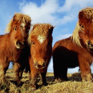 Pony Miniature Carini