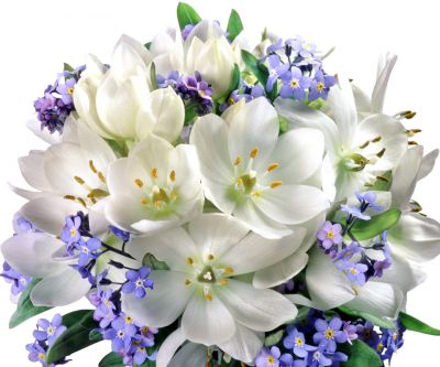 Bellissimi Fiori Bianchi e Viola - wallpaper preview