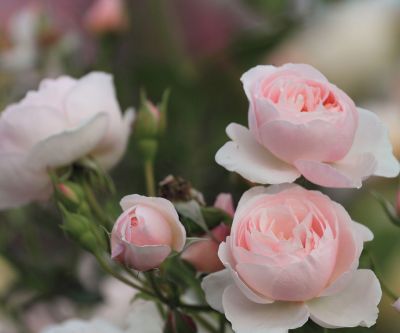 Bellissime Rose Rosa - wallpaper preview
