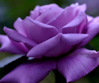 Bella Rosa Viola - wallpaper preview