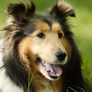 Cane Collie Carino
