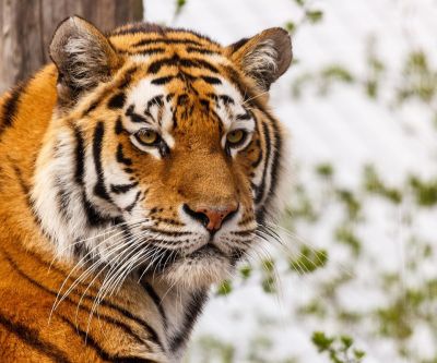 Primo Piano di una Tigre Maestosa - wallpaper preview