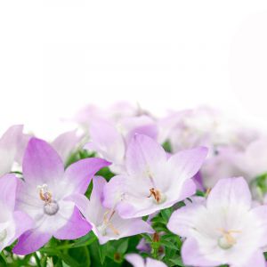 Bellissimi Fiori Viola