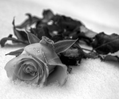 Rosa in Bianco e Nero