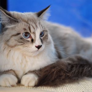 Gatto Morbido con Occhi Blu