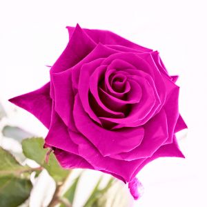Bella Rosa Rosa