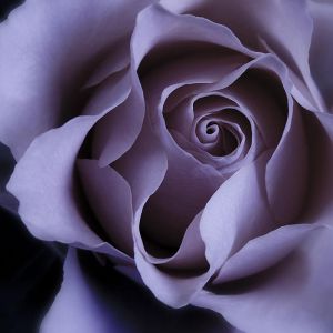 Bella Rosa Viola