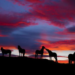 Cavalli Silhouettati al Tramonto