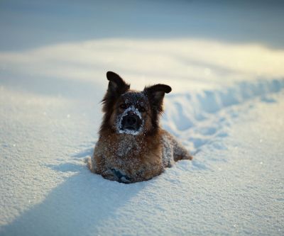 Cane Innevato nel Paesaggio Invernale - wallpaper preview