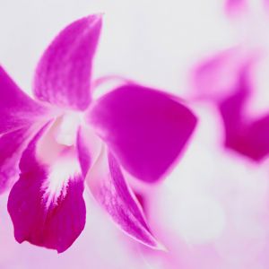 Bella Orchidea Rosa