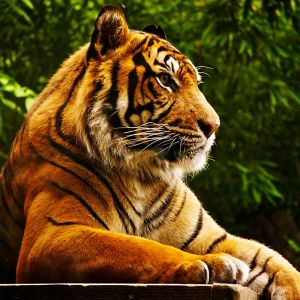 Maestoso Tigre nella Natura