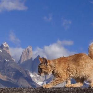 Gatto Maestoso nella Natura