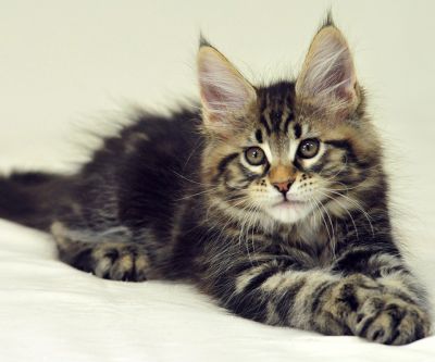 Adorabile gattino Maine Coon - wallpaper preview