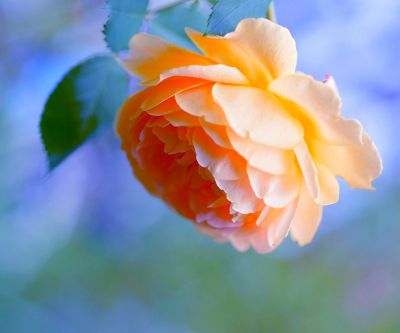 Bella Rosa Arancione - wallpaper preview