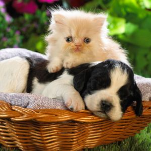 Cucciolo e Gattino Carini