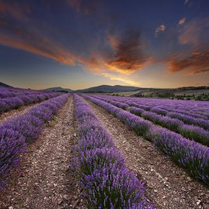 Campi di Lavanda al Tramonto