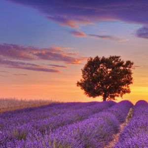 Campi di Lavanda al Tramonto