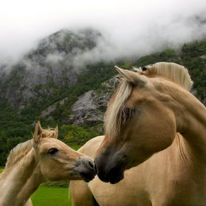 Bellissimi Cavalli nella Natura